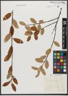 Foto von Salix triandra var. villarsiana (Flüggé ex Willd.) P. Fourn.